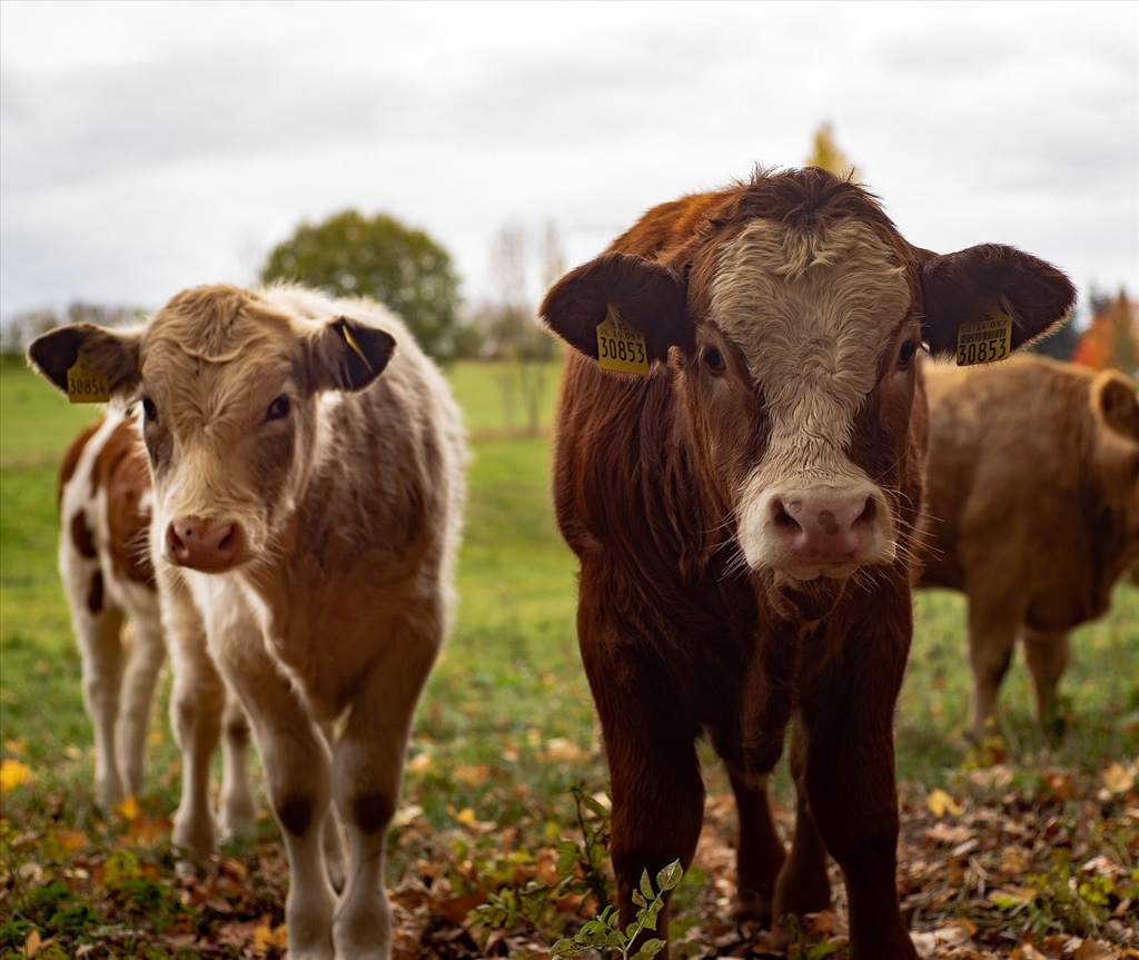 Agricultural Health & Safety